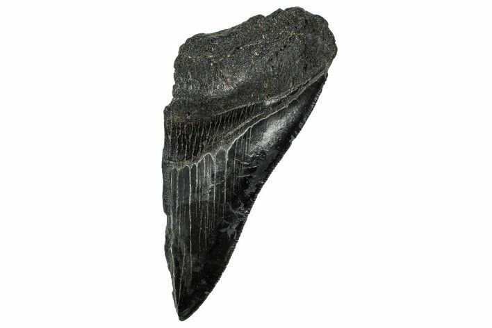 Partial Fossil Megalodon Tooth - Serrated Edge #327723